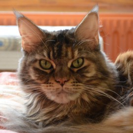 tara-200.jpg